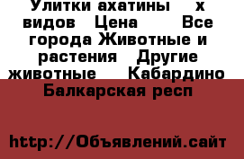 Улитки ахатины  2-х видов › Цена ­ 0 - Все города Животные и растения » Другие животные   . Кабардино-Балкарская респ.